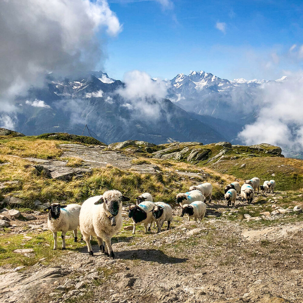 2020Blog_Aug_Bettmeralp-5.jpg