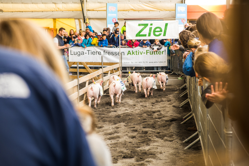 SFT-luga2019-33.jpg