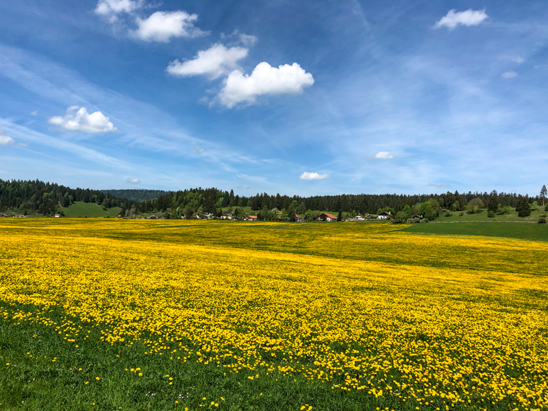 SFTesteveyer-9.jpg