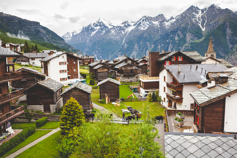 The cows heading to the alp for the summer in Grächen