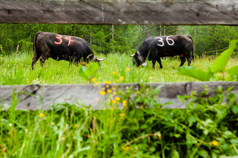 Grächen cow fights