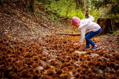 Searching for Chestnuts in Lugano