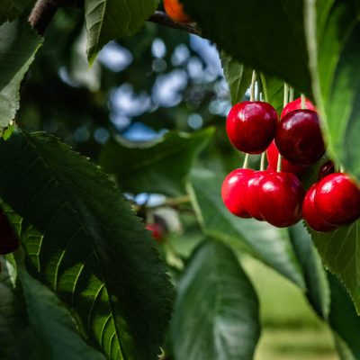 Fresh red cherries growing on a tree during cherry season in Zug, Switzerland
