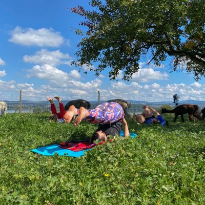 Blog2021_oct_alpacayoga-5