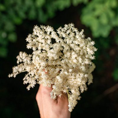 Foraging for Elderflower in Switzerland